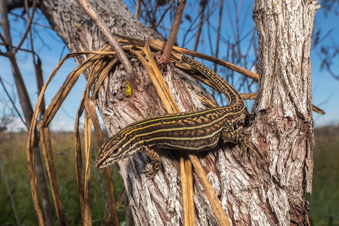 Trog cuộc thám hiểm, các nhà khoa học phát hiện 124 loài và 8 phân loài hoàn toàn mới như loài chuột gai Madidi, thằn lằn đuôi roi Madidi, phong lan Madidi và 13 loài bướm hoàn toàn mới. Ngay cả những loài cá hiếm gặp vẫn có thể tìm thấy ở đây. Thằn lằn đuôi roi Madidi - Ảnh: Mileniusz Spanowicz