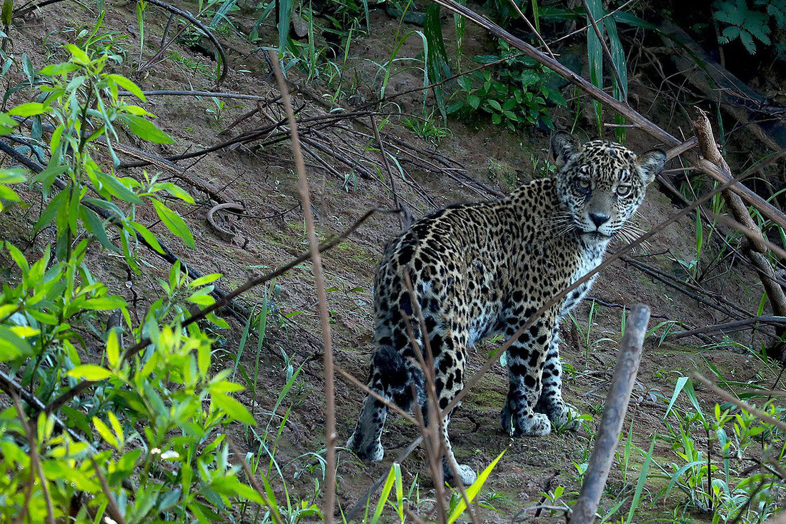 Báo đốm Mỹ - Ảnh: Mileniusz Spanowicz