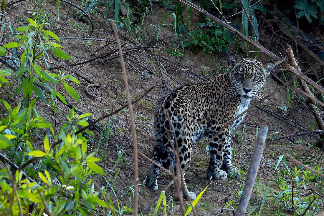 Báo đốm Mỹ - Ảnh: Mileniusz Spanowicz