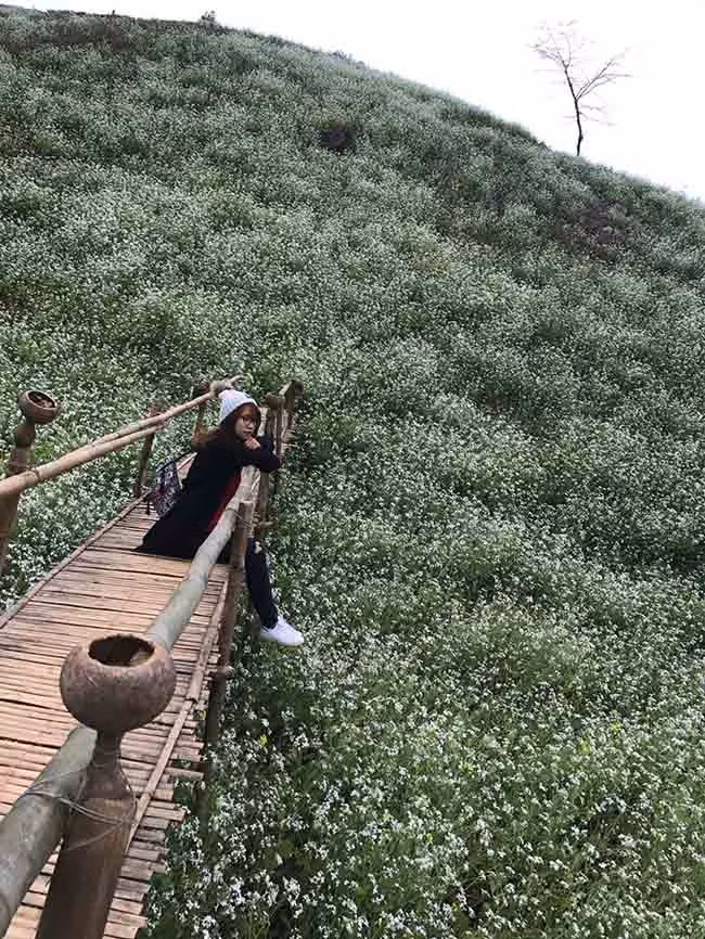 Hoa cải mộng mơ xen giữa những đồi mơ, đồi mận là một màu trắng tinh khôi.