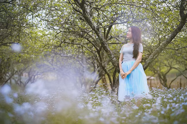 Mộc Châu mùa này như một cô gái trẻ mơ mộng và nên thơ với dải áo trắng mướt mải, làm say đắm những du khách một lần đặt chân tới chẳng muốn dời bước.