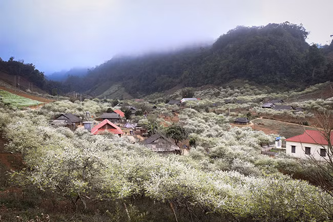 Để tận mắt ngắm một Mộc Châu thơ mộng với những triền hoa mướt mải, bạn nên đi từ thời điểm bắt đầu mùa Đông cho tới cuối mùa (khoảng tháng 11 tới tháng 2 năm sau).