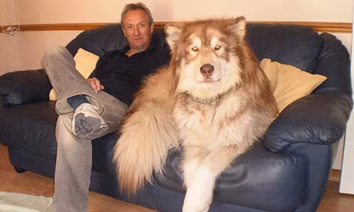 Con chó này còn to hơn cả ông chủ của mình.