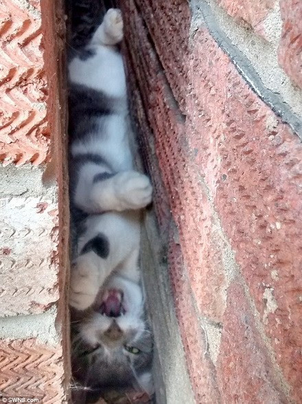 Nhân vật chính trong chiến dịch giải cứu mèo là Marv. Chú ta đã bị mắc kẹt ở giữa hai bức tường.