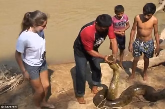 Vị khách phát hiện chăm chú theo dõi người dân giải cứu con trăn.