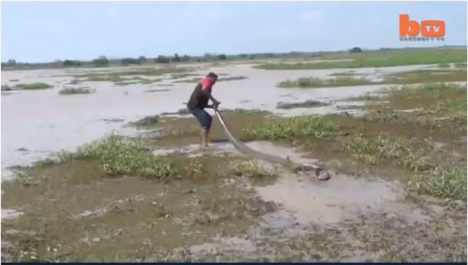 Người dân địa phương đang kéo con trăn xuống đầm nước khi nó không tự xác định được phương hướng sau khi bị mắc kẹt khá lâu. Được biết toàn bộ cảnh quay được cặp vợ chồng người Pháp quay lại. Sự kiện này diễn ra năm 2013 nhưng đến hôm nay mới được phát hành công khai.