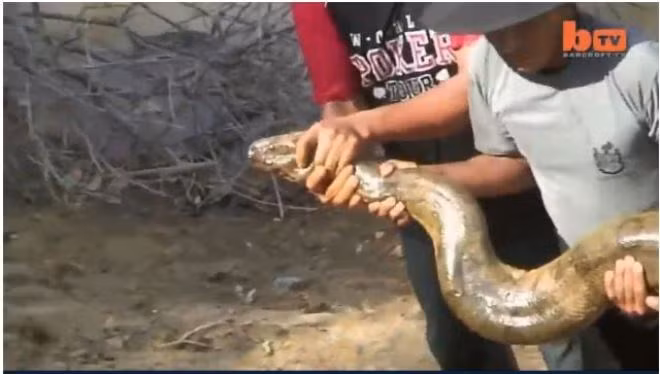 Người dân đã tìm đủ mọi cách để dụ con trăn ra. Theo quan sát, con trăn bị thương do vết đạn bắn.