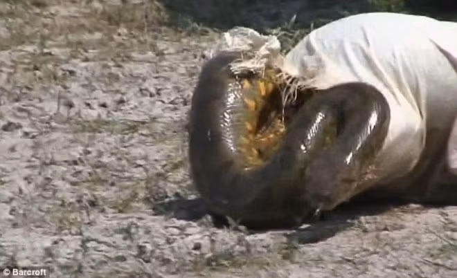 Sau khi được đưa ra khỏi bụi cây an toàn, con trăn được gói trong một chiếc bao để di chuyển đến nơi ở mới.