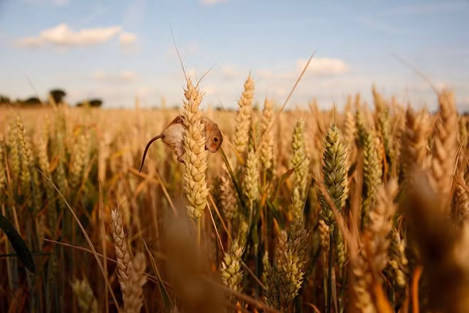 Con chuột này thì không to hơn một bông lúa mì.