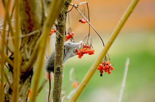 Bạn chuột này đang cố gắng với cành quả chín làm thức ăn cho mình.