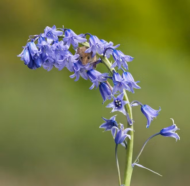 Phải căng mắt mới phát hiện ra chú chuột nhỏ xíu ẩn mình dưới hoa.