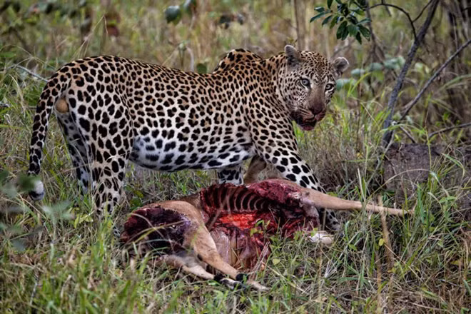 Rồi từ từ xẻo thịt con mồi. Trong ảnh, linh dương chỉ còn trơ xương sau bữa tiệc thịnh soạn của báo đốm.