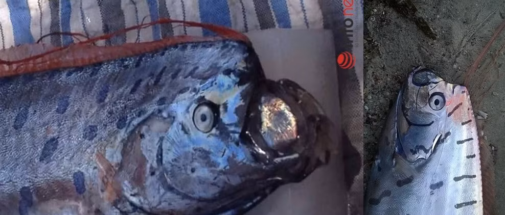 Cá lạ từng dạt biển New Zealand nay dạt biển Việt Nam - Hình 3 Ca la tung dat bien New Zealand nay dat bien Viet Nam-Hinh-3