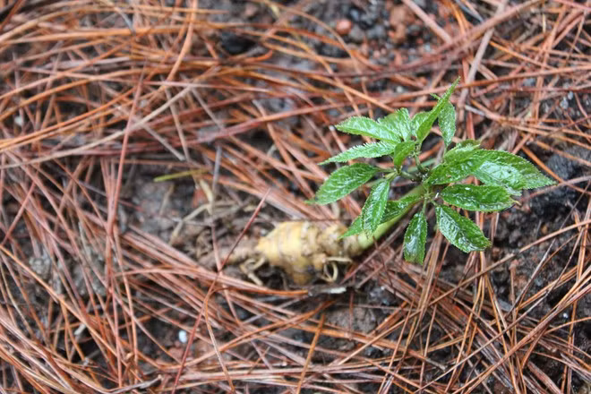 Vuon sam Ngoc Linh quy hiem tien ty tren dat Da Lat-Hinh-2