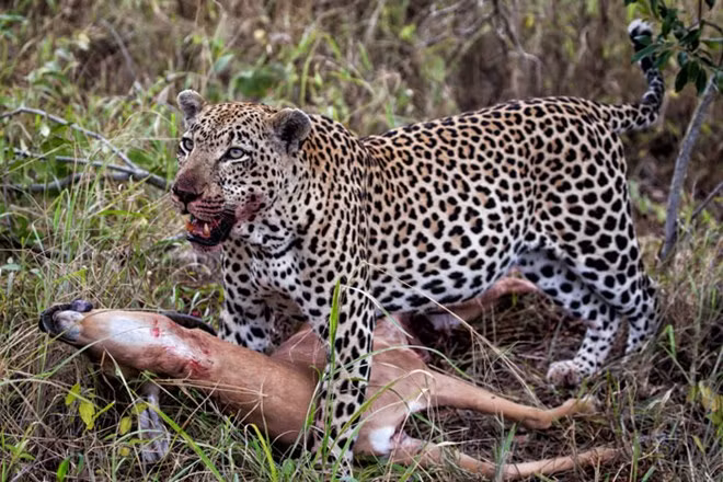 Với sức mạnh của mình, báo đốm không mấy khó khăn để hạ gục linh dương.