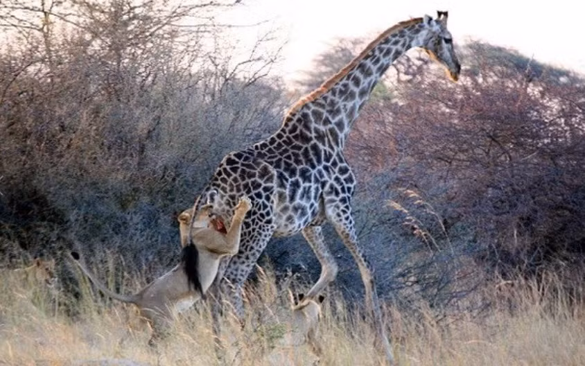 Sau một vài phút, con hươu cao cổ đã phải khuất phục.