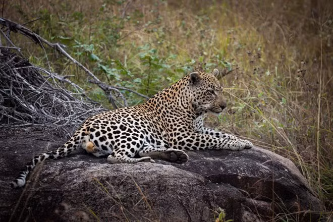 Chú báo nghỉ ngơi sau một bữa ăn no nê.