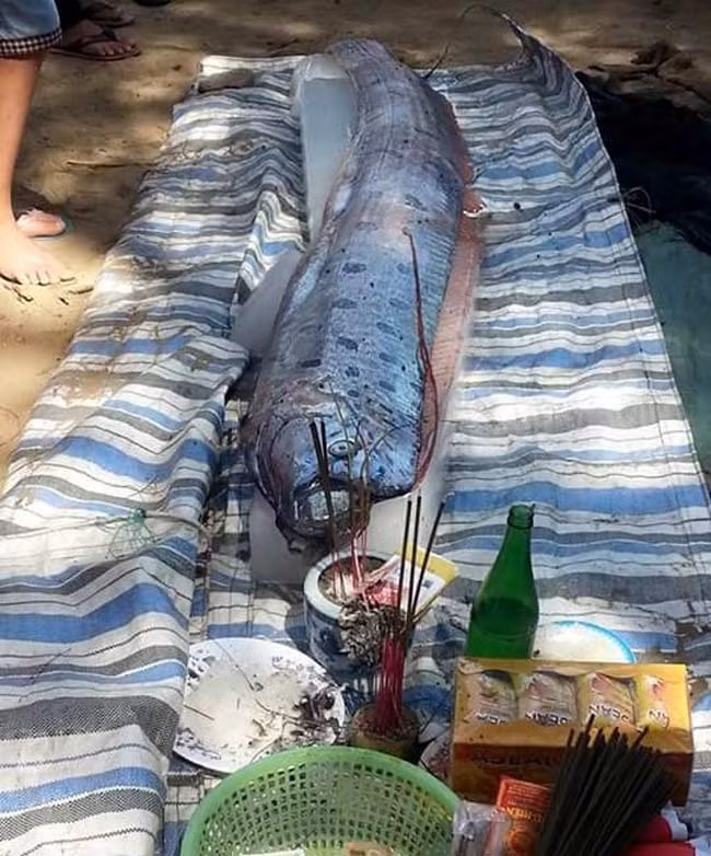 Thực ra con cá này là cá mái chèo. Loài này có điểm nổi bật là có thể ăn đuôi mình.