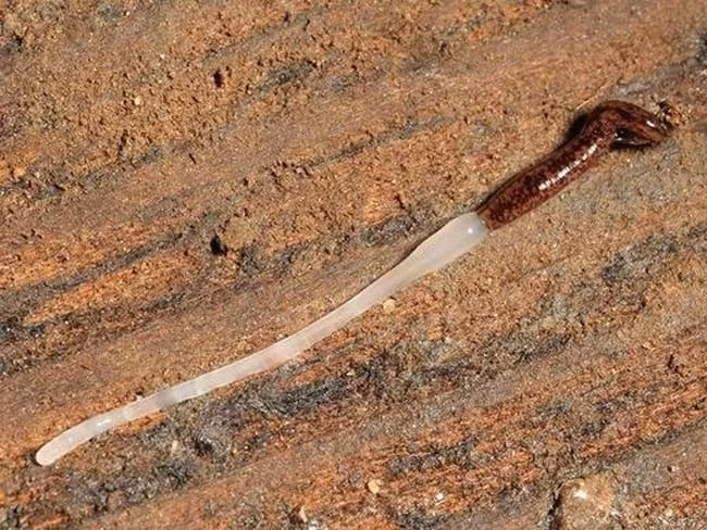 Loài sâu này có khả năng phun ra chất nhờn dính và ở một số loài, chất nhờn dính này có thể có độc.