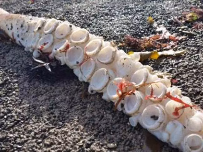 Những chiếc giác mút khủng của con quái vật bạch tuộc.