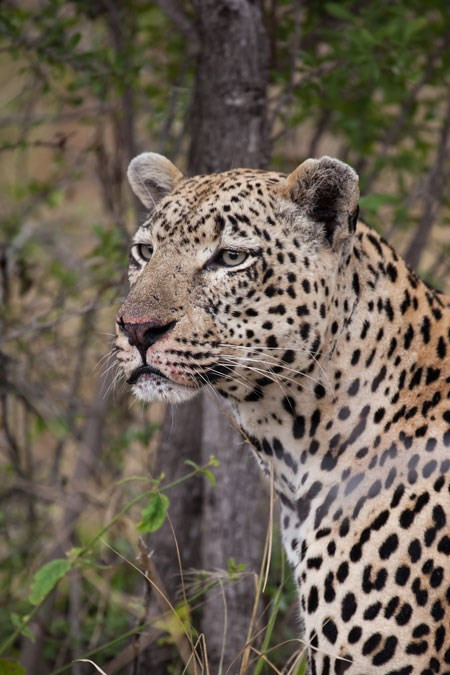 Máu con linh dương vẫn còn vương trên mặt báo đốm.