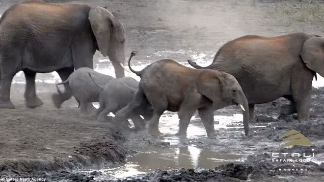 Chúng lao thẳng xuống bùn mà không biết nguy hiểm đang chờ đợi.
