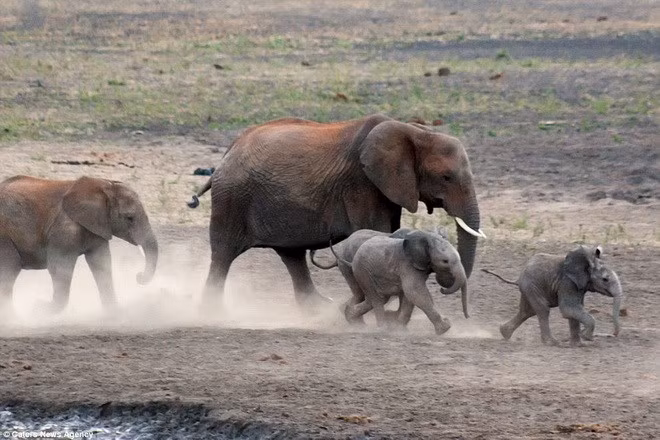 Sự việc đàn voi giải cứu 3 voi con mắc kẹt được anh Kristoff Potgieter, một công nhân ở khu bảo tồn ghi lại.