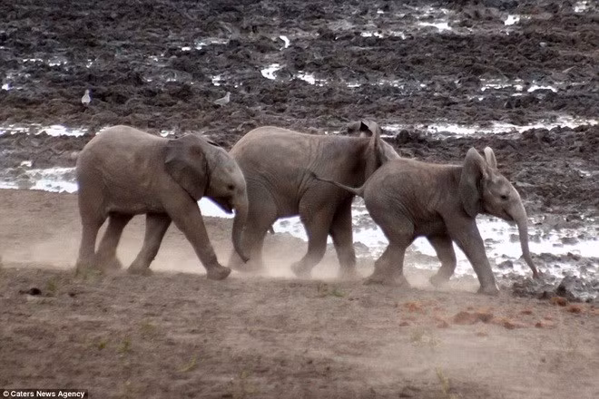 Nhìn thấy nước, các chú voi nhanh nhẩu chạy lên trước.