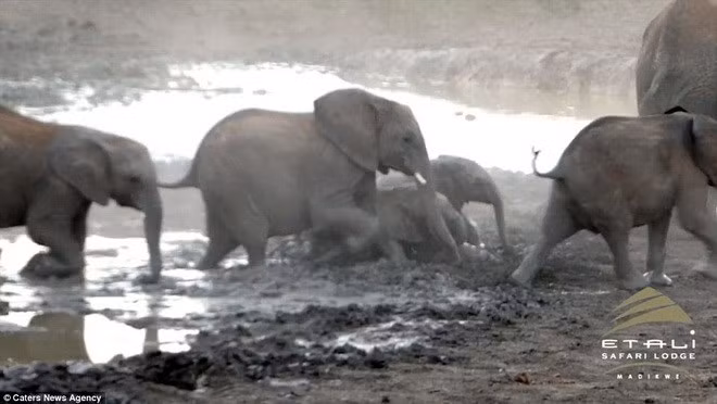 Cả đàn thở phào khi ba chú voi con thoát hiểm.