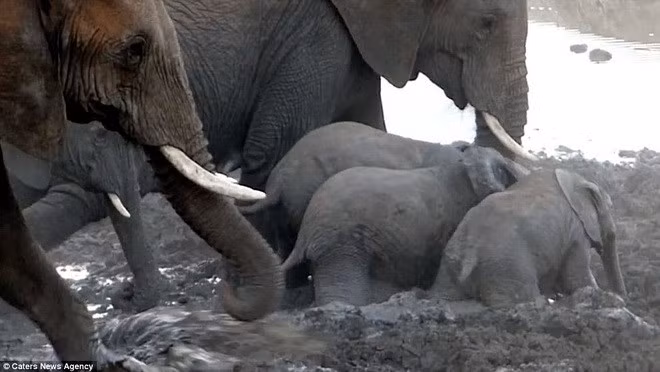 Voi con ị mắc kẹt gần lút người khiến cả đàn hốt hoảng.