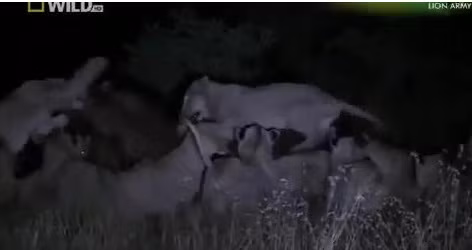 Hà mã đập nát đầu sư tử khi bị quây trong đêm Ha ma dap nat dau su tu khi bi quay trong dem