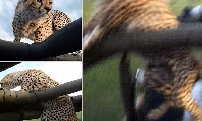 Chúng thường trèo lên nóc xe để thư giãn và tận hưởng ánh nắng mặt trời.