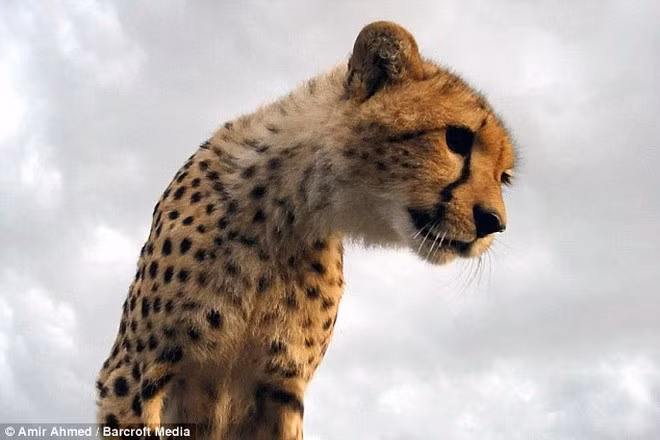 Con báo đốm thấy xe của ông Amir, một du khách trong chuyến thăm Khu bảo tồn này và nó đã chạy tới để leo lên xe.