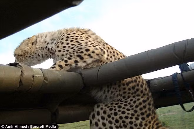 Tuy nhiên, sau khi nhận ra con báo đốm không hề nguy hiểm, ông Amir và các bạn của mình đã bình tĩnh trở lại.