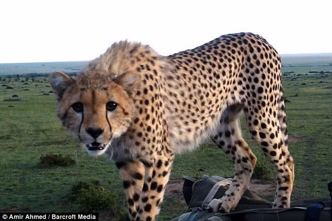 Dung tim khi bao dom roi tot vao xe