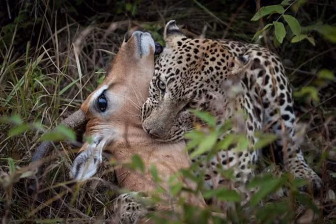 Báo ngoạm một miếng chí tử vào cổ họng linh dương.