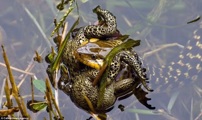 Con rắn nước nhanh như cắt lao tới đớp lấy chú cóc khủng.