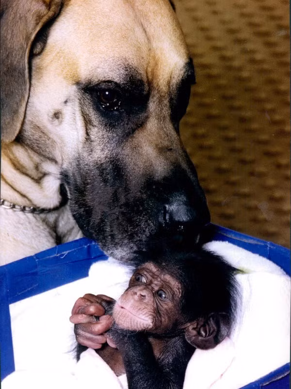 Chú chó Great Dane chăm sóc bé khỉ bị bỏ rơi. Trong thời gian làm việc tại khu bảo tồn các loài khỉ ở Leicestershire (Anh), bà Molly Badham có một "nhân viên" tuyệt vời là chú chó Coaley, thuộc giống chó Great Dane. Trong số những loài động vật được Coaley chăm sóc có 1 chú khỉ con. Cra 2 đã gắn bó khăng khít ngay từ lần đầu gặp mặt.