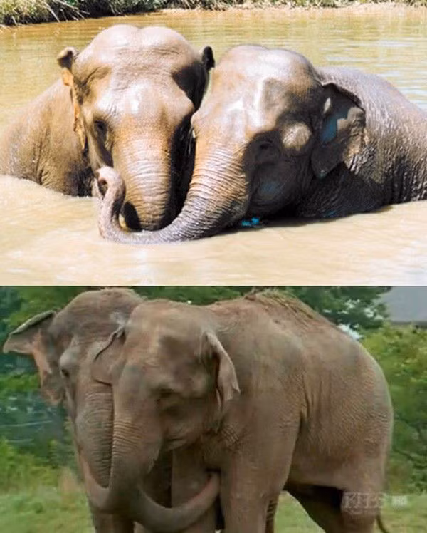 2 chú voi Shirley và Jenny cùng làm việc tại rạp xiếc suốt thời gian dài nên tình cảm của chúng trở nên khăng khít. Sau khi được giải thoát khỏi rạp xiếc, Shirley và Jenny được nhận nuôi ở những nơi khác nhau. 20 năm sau hai chú voi lại được tái ngộ trong khu bảo tồn ở Tennessee, Hoa Kỳ. Ngay lập tức chúng nhận ra được nhau.