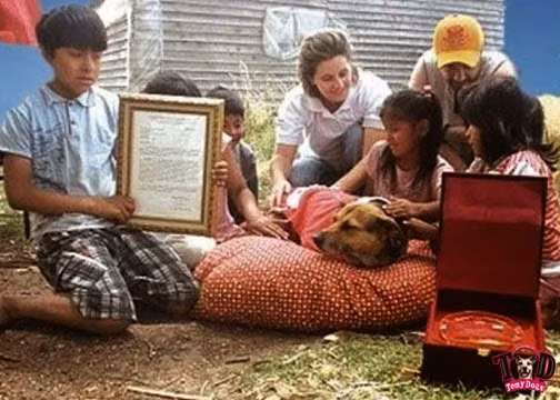 Cô chó được vinh danh vì đã cứu sống một bé gái sơ sinh. Trong đêm đông lạnh giá ở Argentina, một bà mẹ tuổi "teen" đã nhẫn tâm vứt bỏ đứa con của mình ở ngoài trời. May mắn khi La China, một cô chó 8 tuổi bằng cách nào đó đã mang bé gái về nằm cùng với con của mình cho đến sáng. Chính nhờ hành động của La China mà đứa trẻ đã không bị chết cóng. Bé gái năm ấy được đặt tên là "Esperanza", có nghĩa là Hy vọng.