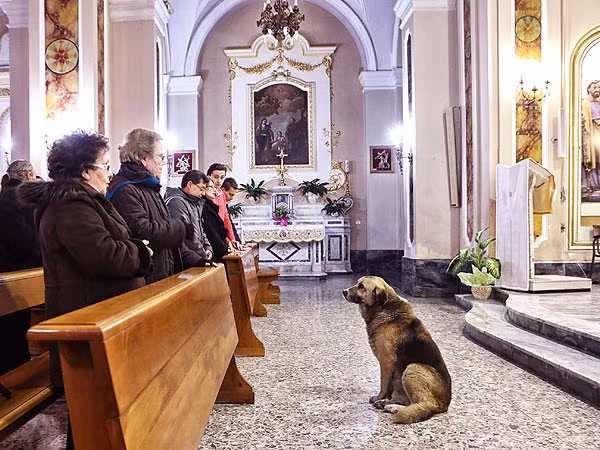 Con vật đầu tiên trong danh sách động vật khiến hàng trăm người nhỏ lệ là chú chó Tommy. Sau khi chủ nhân mất, chú vẫn đều đặn đến tham dự các buổi cầu nguyện ở nhà thờ.