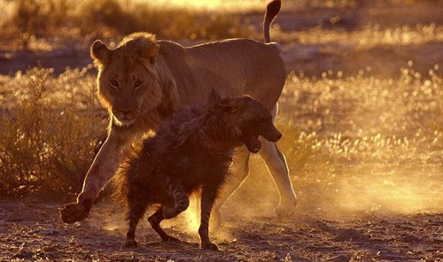 Vì vậy, sư tử buộc phải ra uy bằng những cuộc tấn công, xua đuổi con vật tinh ranh này.