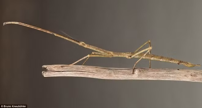 Phryganistria tamdaoensis đến từ vườn quốc gia Tam Đảo, Việt Nam là loài côn trùng, tuy không phải dài nhất thế giới nhưng lại là loại bọ gậy khổng lồ với chiều dài khoảng 9 inch. Chúng được coi là "bậc thầy của nghệ thuật hóa trang".