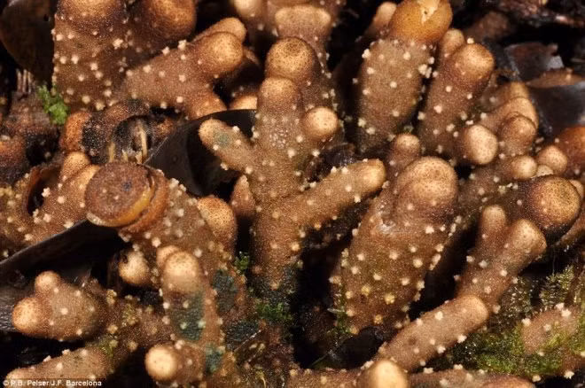 "Balanophora coralliformis" trông giống như những nhà máy nhỏ đến từ Núi Mingan, Philippines. Những củ đặc biệt này có hình dạng giống như san hô, không chứa chất diệp lục và không có khả năng quang hợp, sống kí sinh trên các loài thực vật khác.