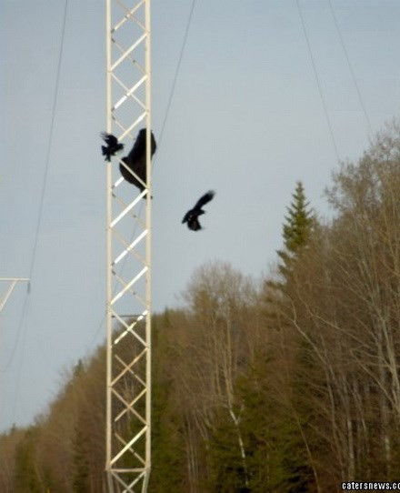 Hai con quạ cố gắng xua đuổi chú gấu, để bảo vệ đàn con, thức ăn của mình.