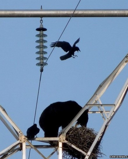 Dù vấp phải sự chống đối quyết liệt từ hai con quạ, chú gấu vẫn quyết ăn sạch những thứ trong tổ quạ.