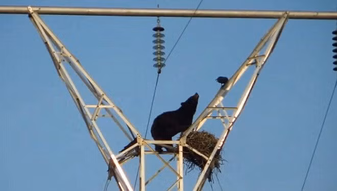 Dù vấp phải sự chống đối quyết liệt từ hai con quạ, chú gấu vẫn quyết ăn sạch những thứ trong tổ quạ.