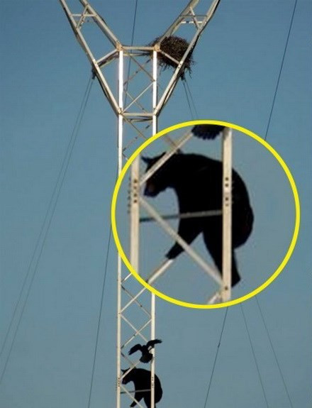 Dù có thân hình khá đồ sộ nhưng con gấu vẫn leo được lên tới đỉnh cột điện.