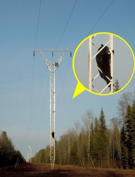 Cảnh gấu leo cột điện diễn ra ở Công viên quốc gia Wood Buffalo ở Alberta, Canada. Nhận thấy có một tổ chim trên cột điện, con gấu đã quyết định leo lên để tìm kiếm thức ăn.