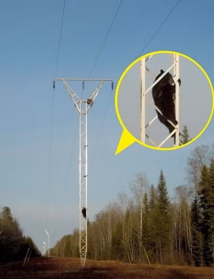 Cảnh gấu leo cột điện diễn ra ở Công viên quốc gia Wood Buffalo ở Alberta, Canada. Nhận thấy có một tổ chim trên cột điện, con gấu đã quyết định leo lên để tìm kiếm thức ăn.